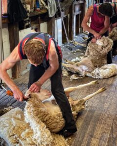 Shearers shearing