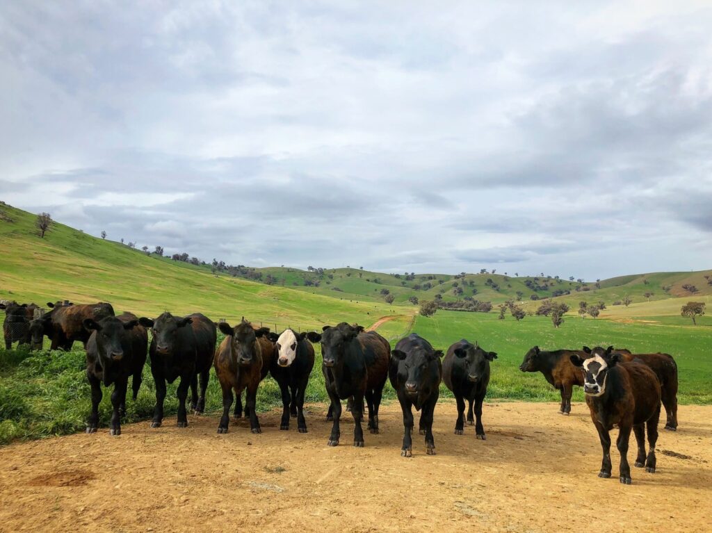 Instagram 18016388021270918 → Kimo Estate Gundagai