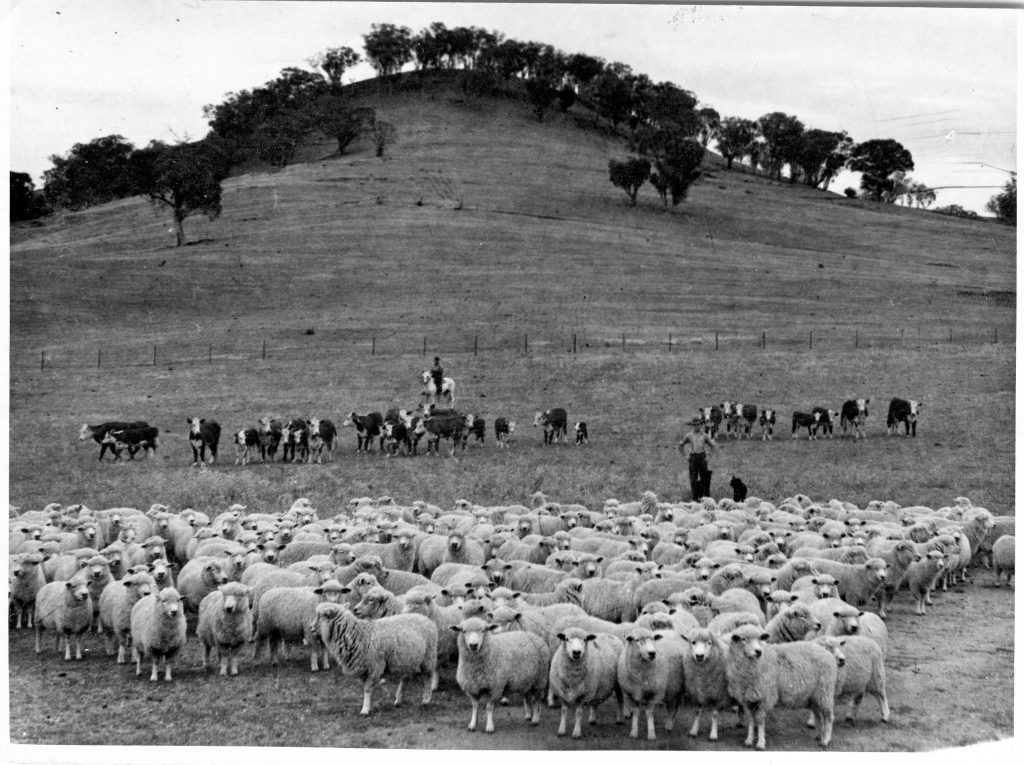 workers at Kimo Estate mustering Romney marsh sheep and Hereford cattle neat the kimo homestead in the 1930's