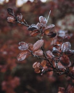 oval maroon leaves in the frost in the native Australian garden at flash jacks