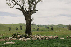 Sheep at Kimo Estate