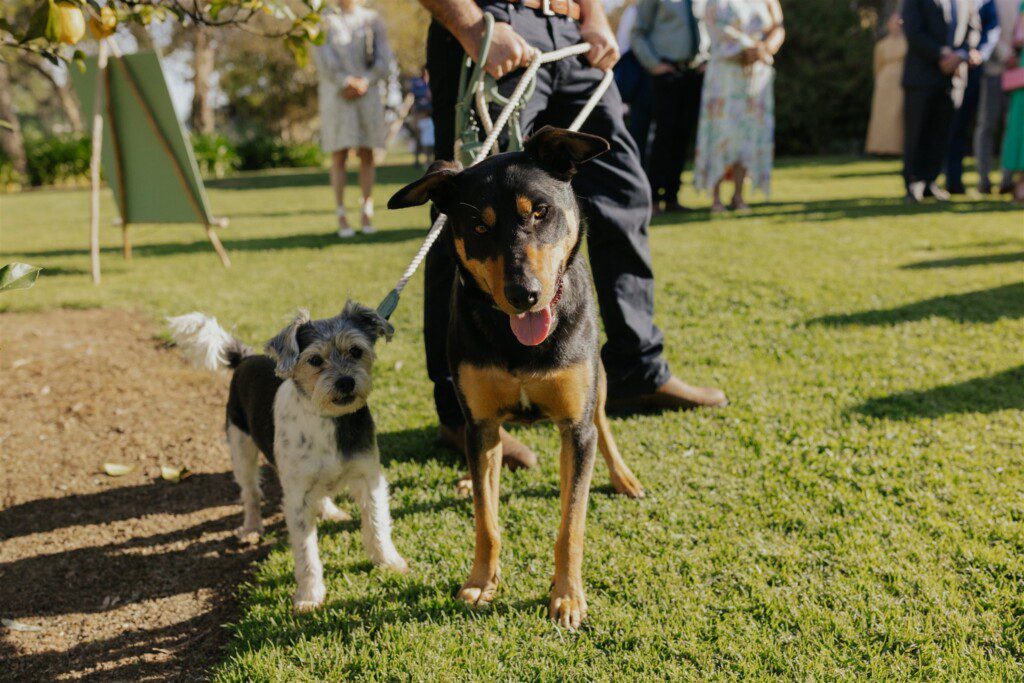 Dogs at the wedding ceremony