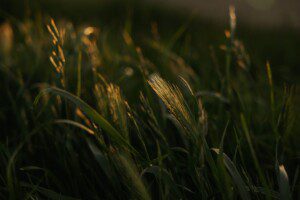close up of grass bathed in golden sunlight