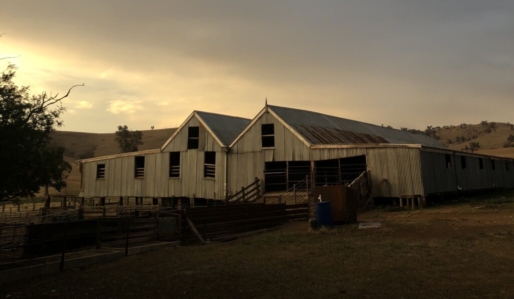 An old 1905 shearing shed of galvanised iron and timber stands proudly in the last of the sunset