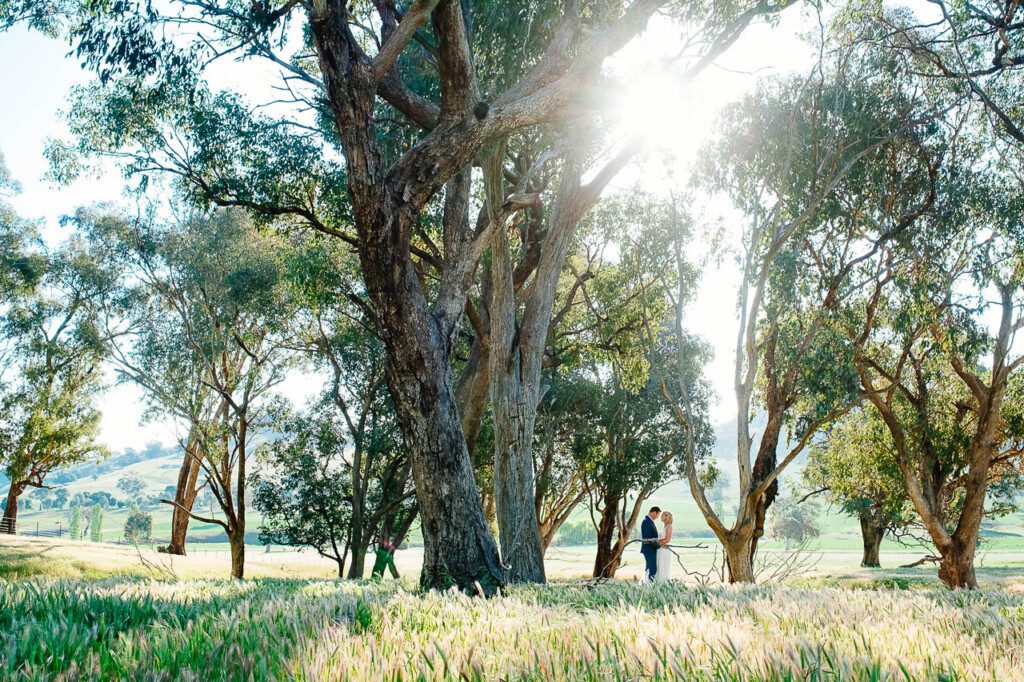 Grove of Native trees → Kimo Estate Gundagai example of the tree groves we are looking to plant