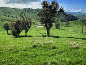 Spring at Kimo Estate